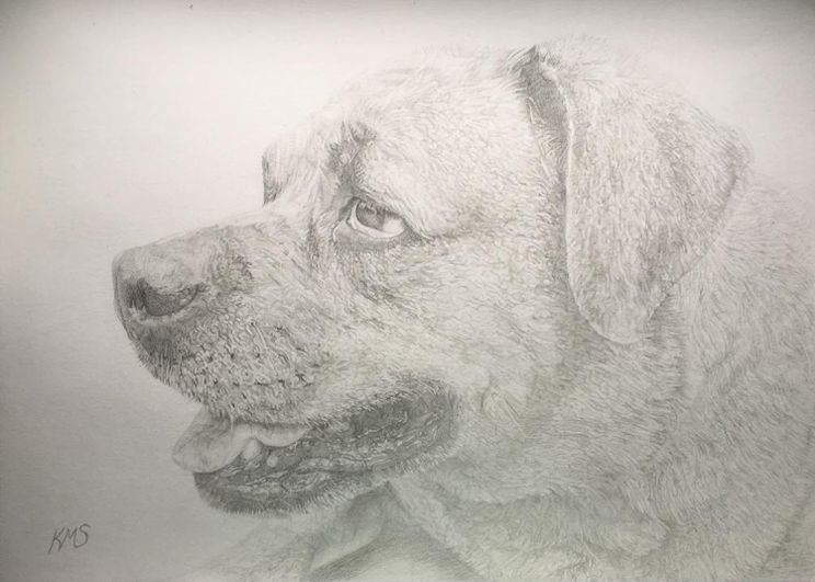 Dog Pencil Portrait